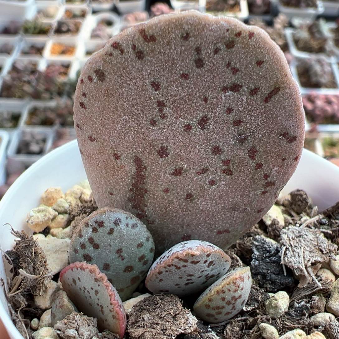 黑桃多肉植物水泡