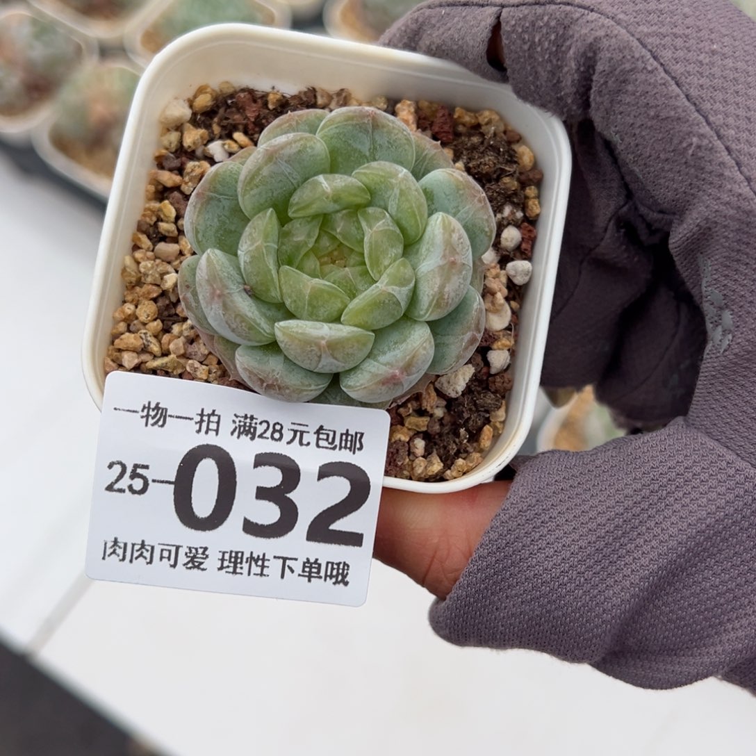 白恋多肉多肉多肉多肉