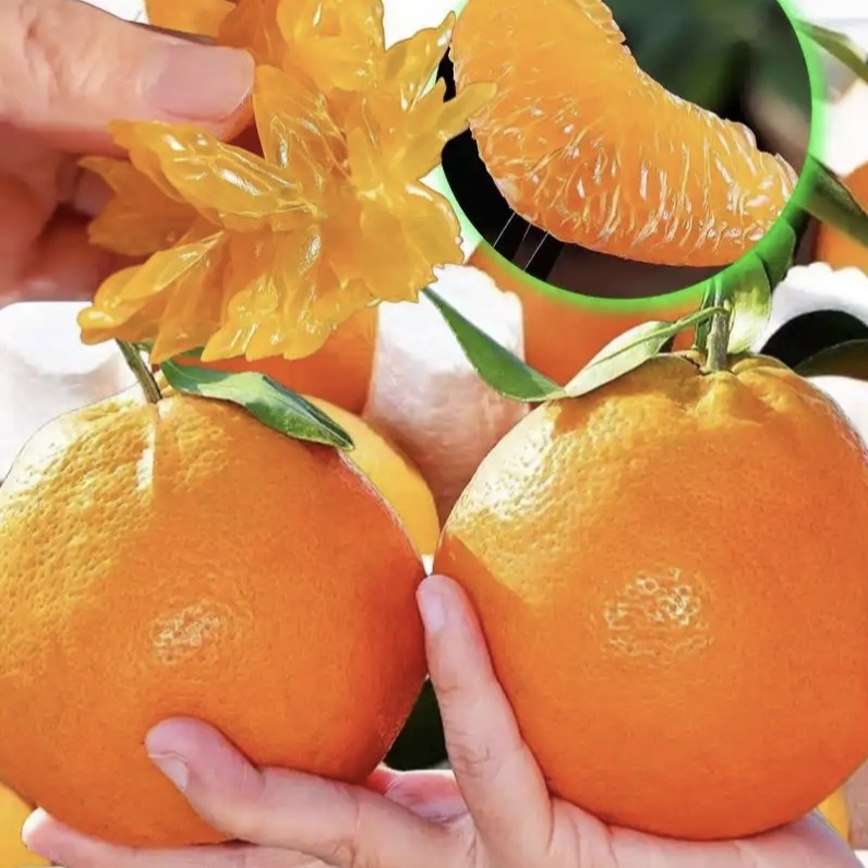 四川春见耙耙柑4斤（只有24小时之内售后）柑橘赞比亚四川省中卫市