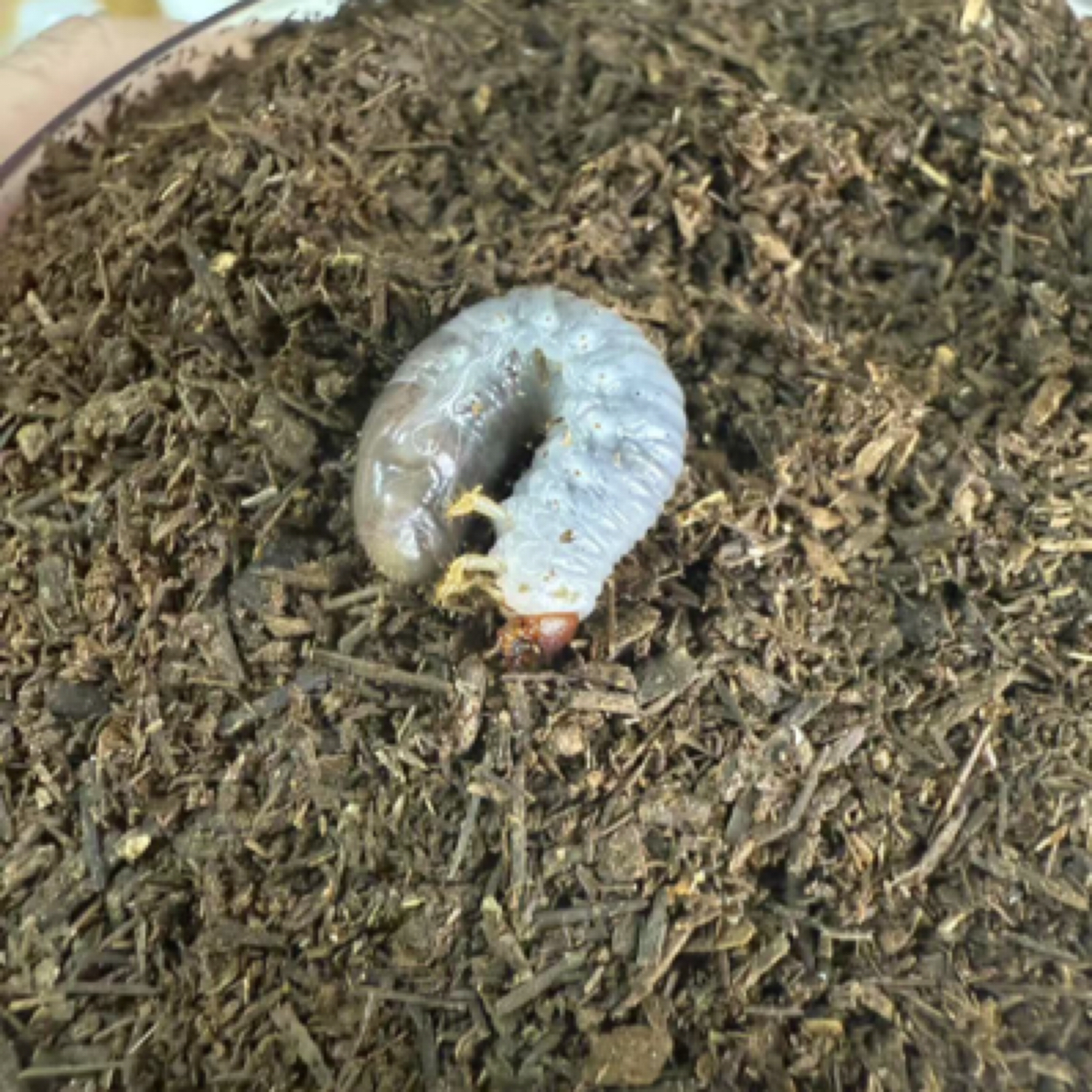 MO西方毛象大兜虫无忧罐（1-2龄）活体幼虫