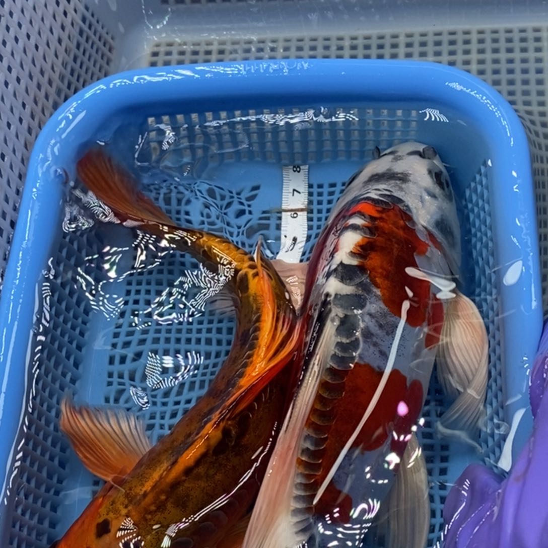 锦鲤冷水锦鲤包邮