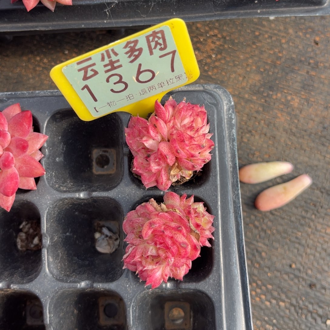 云尘多肉一物一拍1367