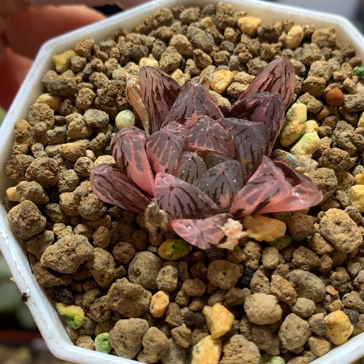 玉露锦带盆土发货