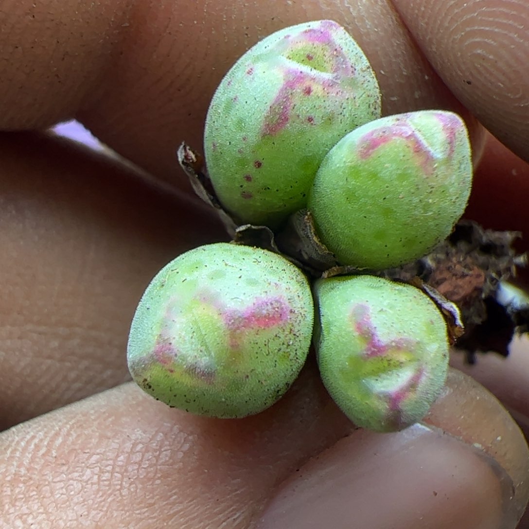 大家过年好22711