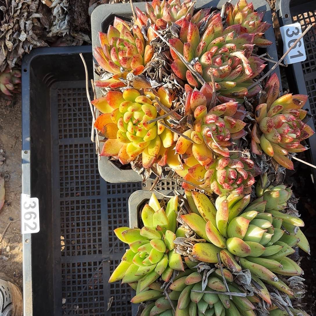 多肉植物框拍362号断头吊液不售后