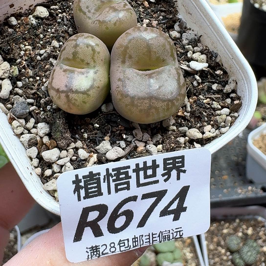 多肉植物的润泽地法
