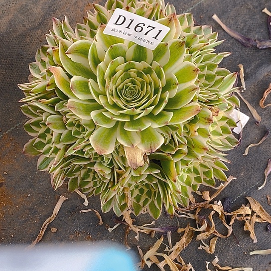 1671伊丽莎白多肉法师锦