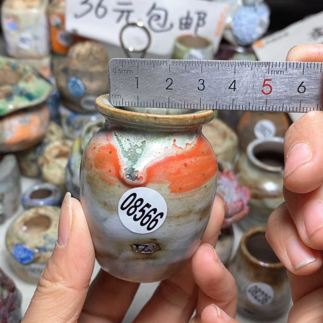 花盆拍5送一个小礼物