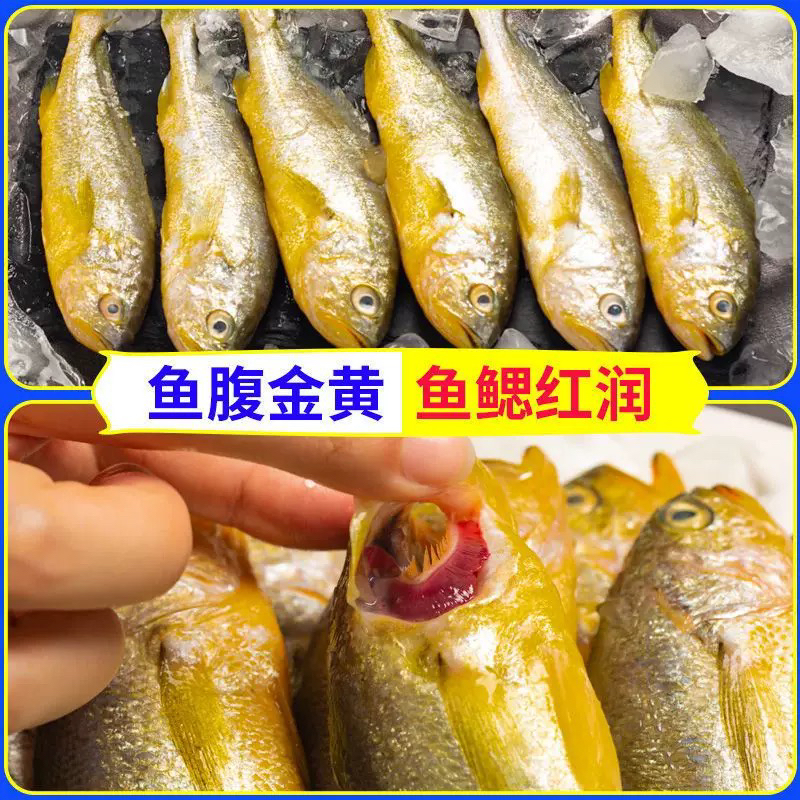 山东日照野生海捕小黄鱼8-10条/斤共4斤顺丰冷链包邮