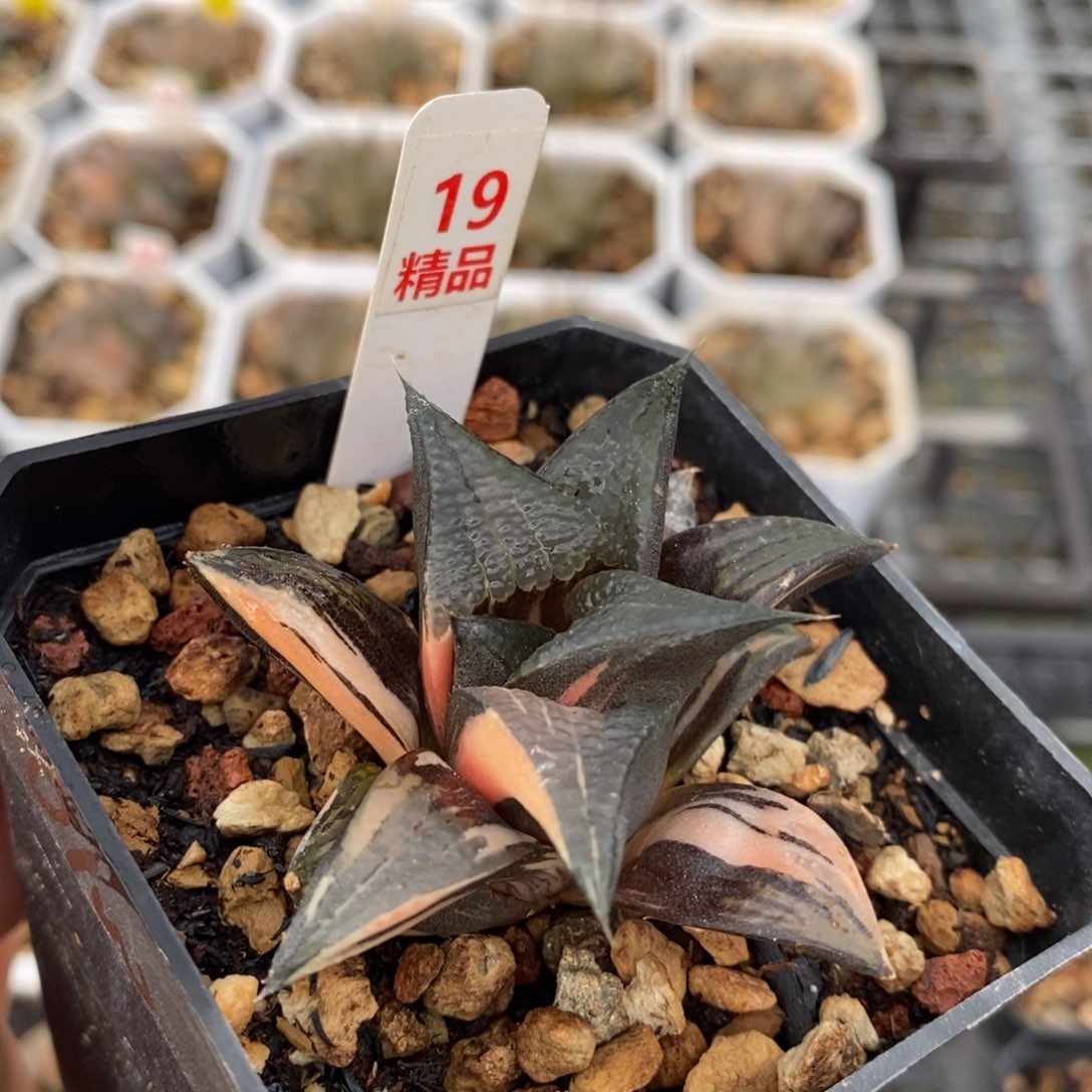 不开花植物19芭提雅