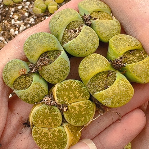 21733团团圆圆呀