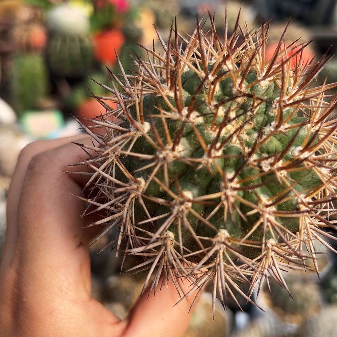 逆豹仙人球111111111