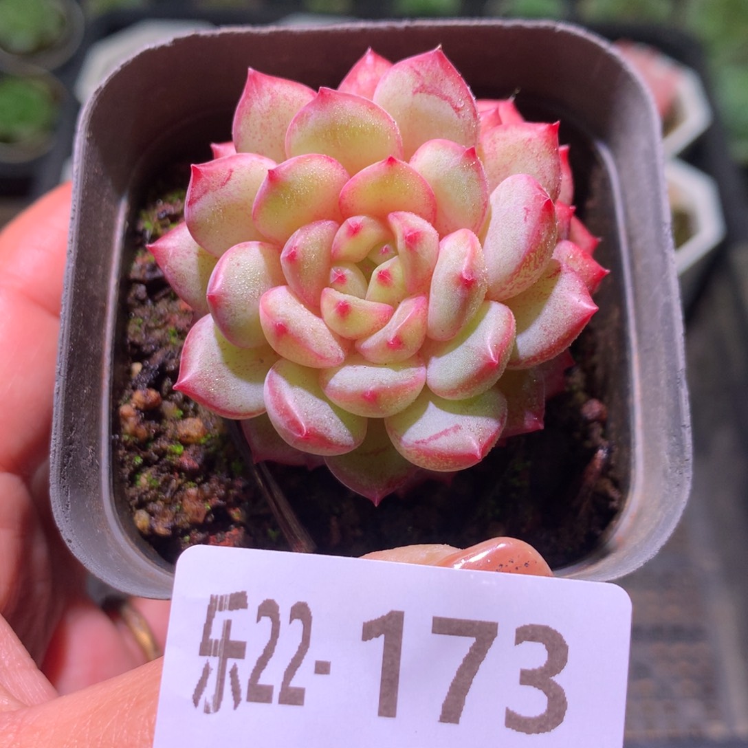 乐然22-173 新品 