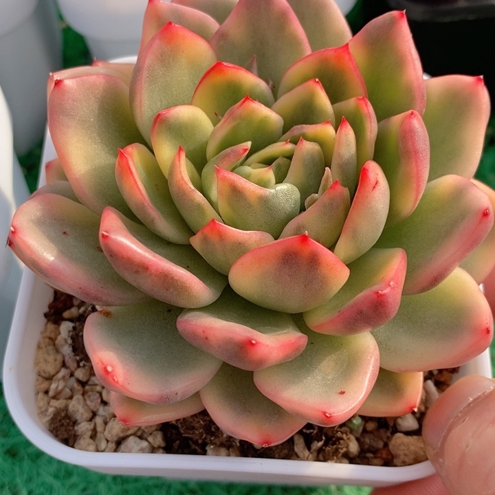 玫瑰东云锦多肉锦