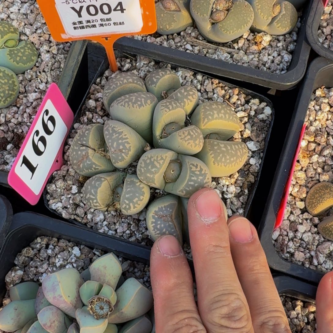 004 生石花大群生一物一拍