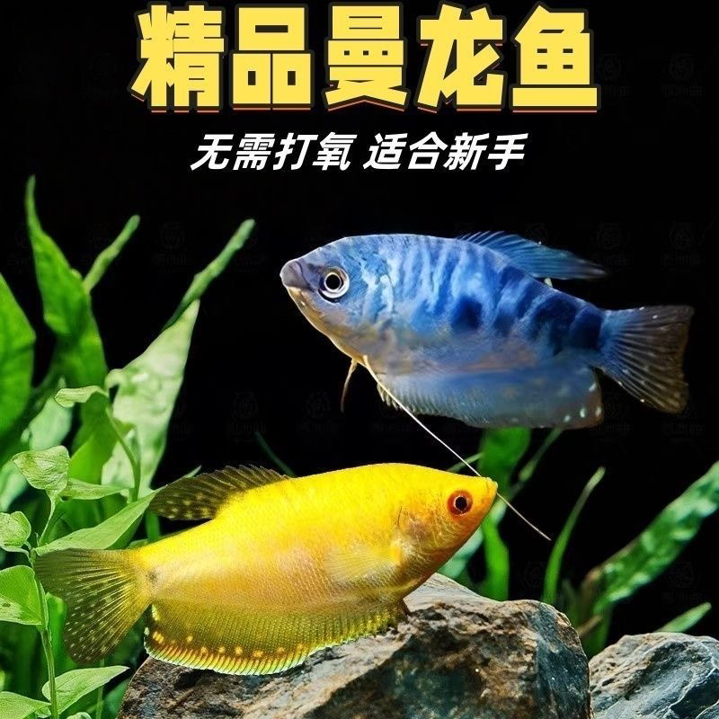 精品曼龙3条码颜色随机中通包邮不保活偏远地区不发