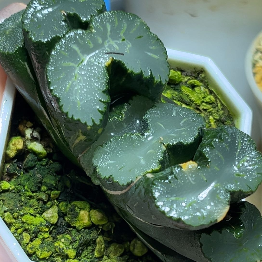 恭喜发财大吉大利932