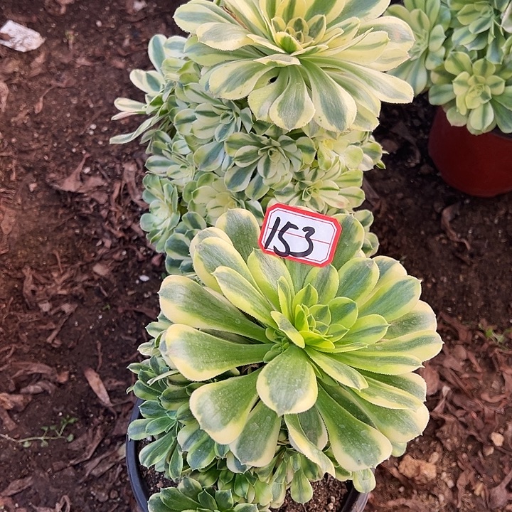 雨***沾多肉植物153不售后