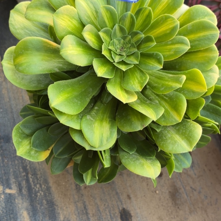 翡翠琉璃多肉断枝不包58