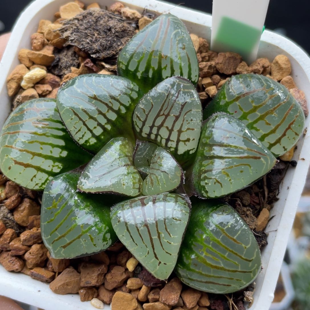 43 水晶魔界。