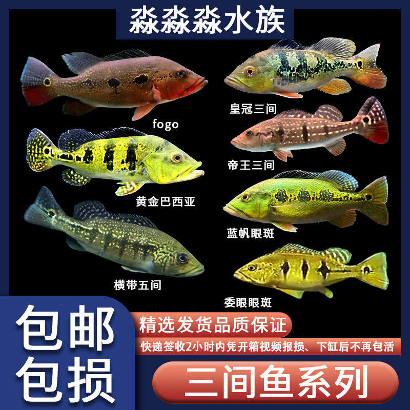 蓝帆眼斑鱼苗巴西亚三间鱼fogo金老虎帝王三间委眼眼斑佛歌观赏鱼