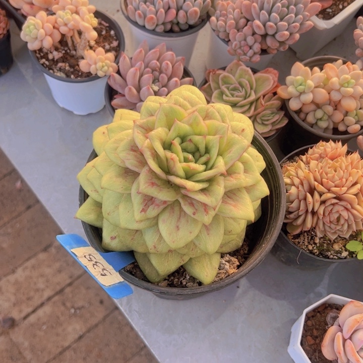 健健康康平平安安