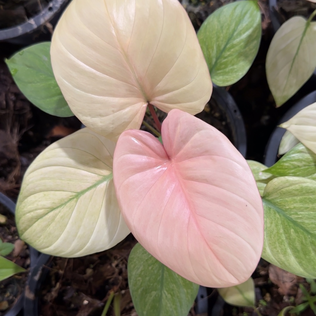 R10-1226薄荷锦千年健