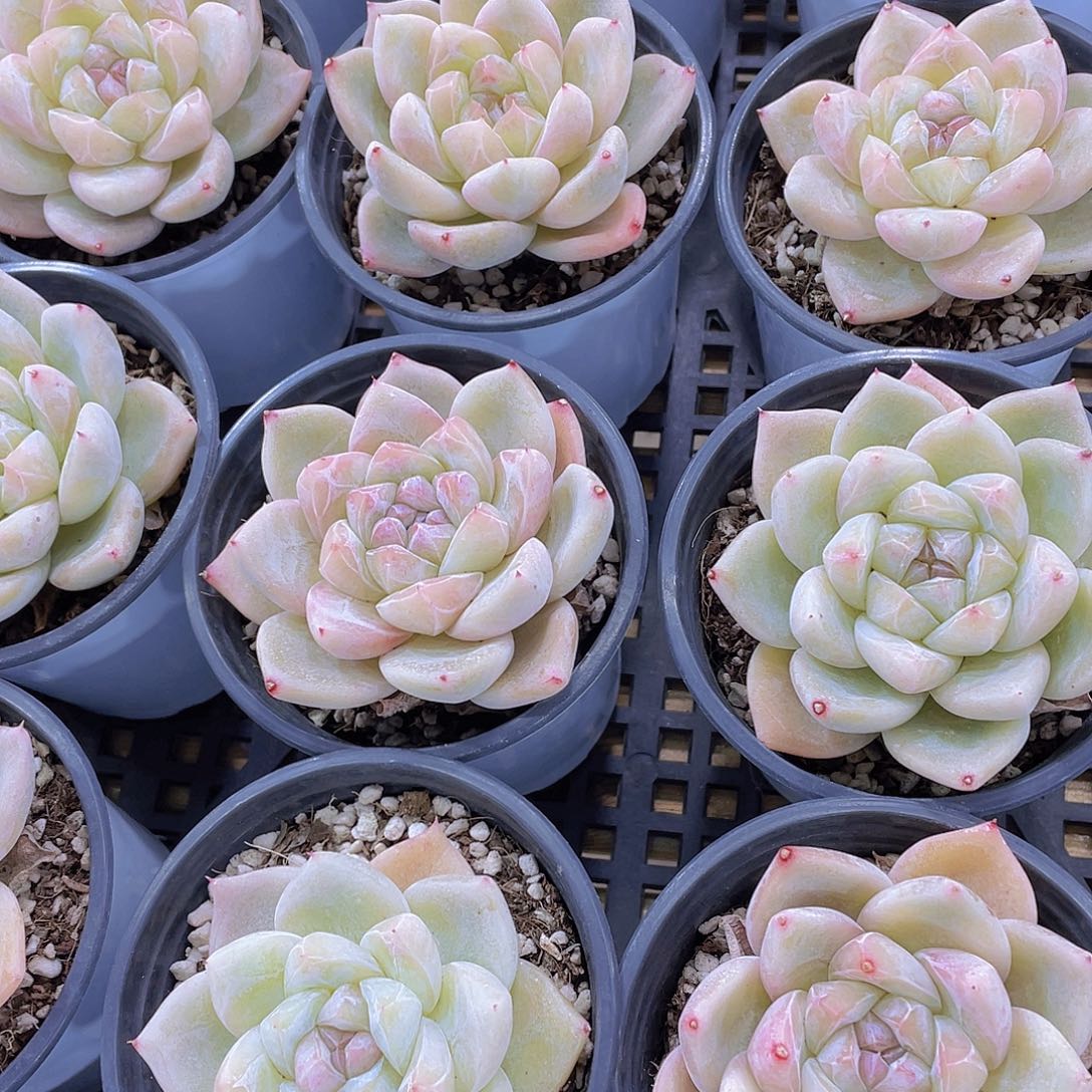 量拍90号 白泽母本大单头一个