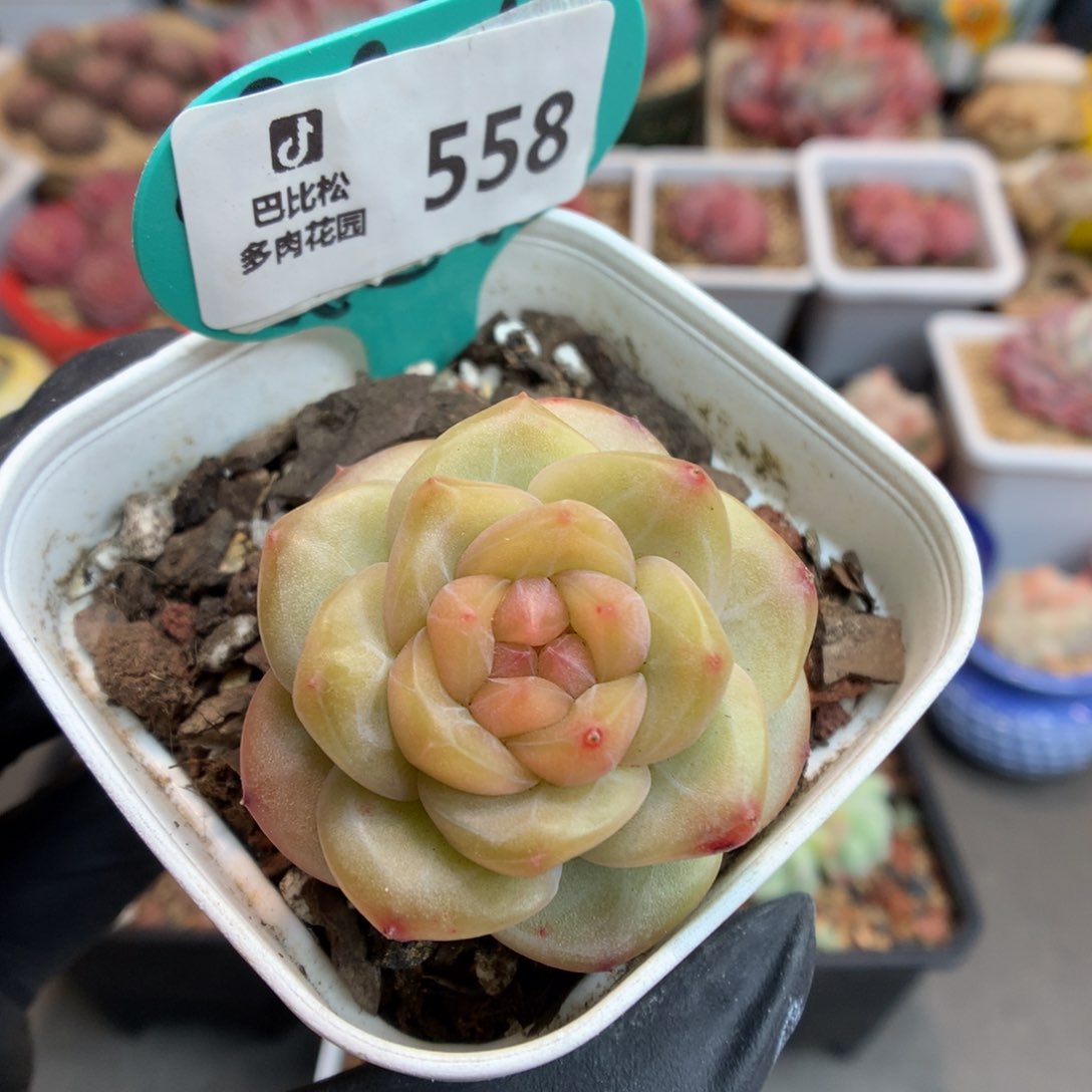 558 黄珍妮体糖心