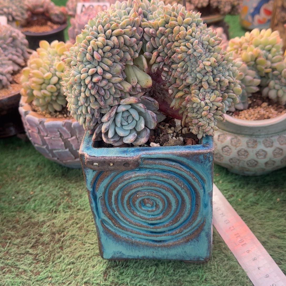 星影树缀无砍多肉