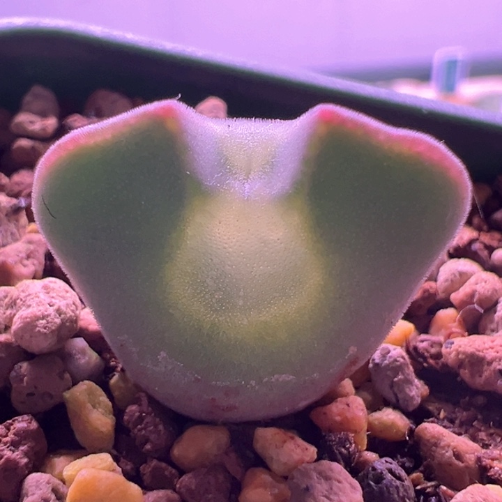 A917. 里边双头。 青蛙种源优选三年大眼空蝉。   干疤福利。