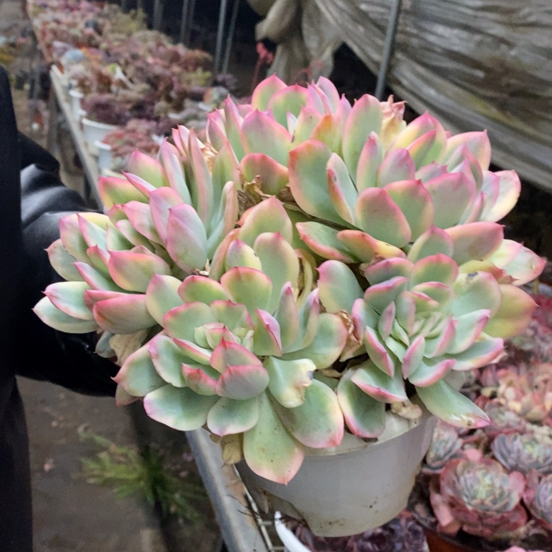 绮罗锦四大头起发老桩