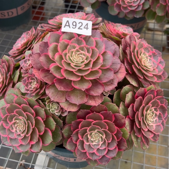 924粉花妖25厘米左右