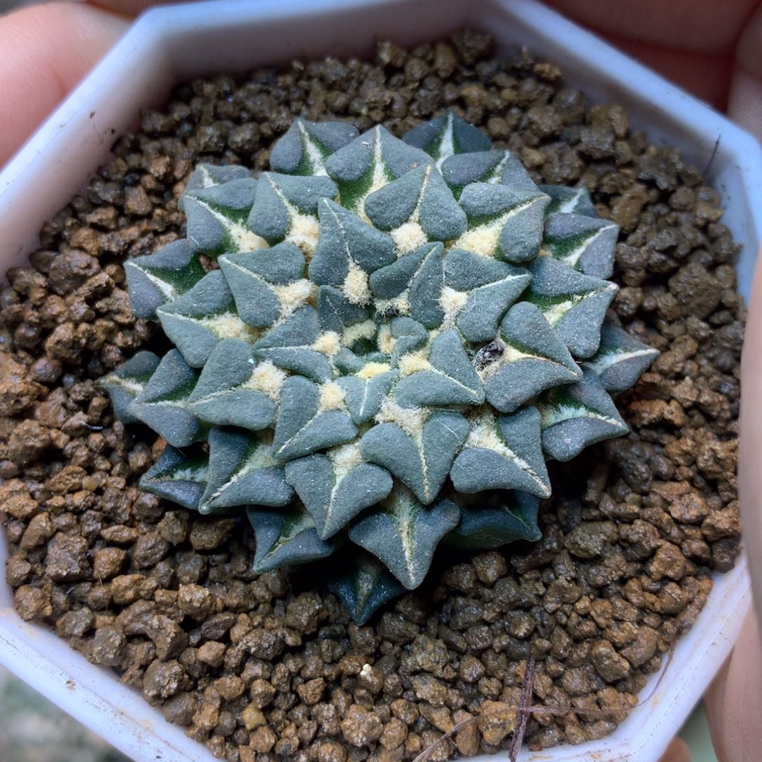         35号 自根 姬牡丹 4.2公分带盆土发货