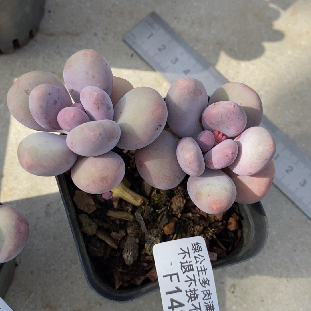 彩虹奶酪143/7v m