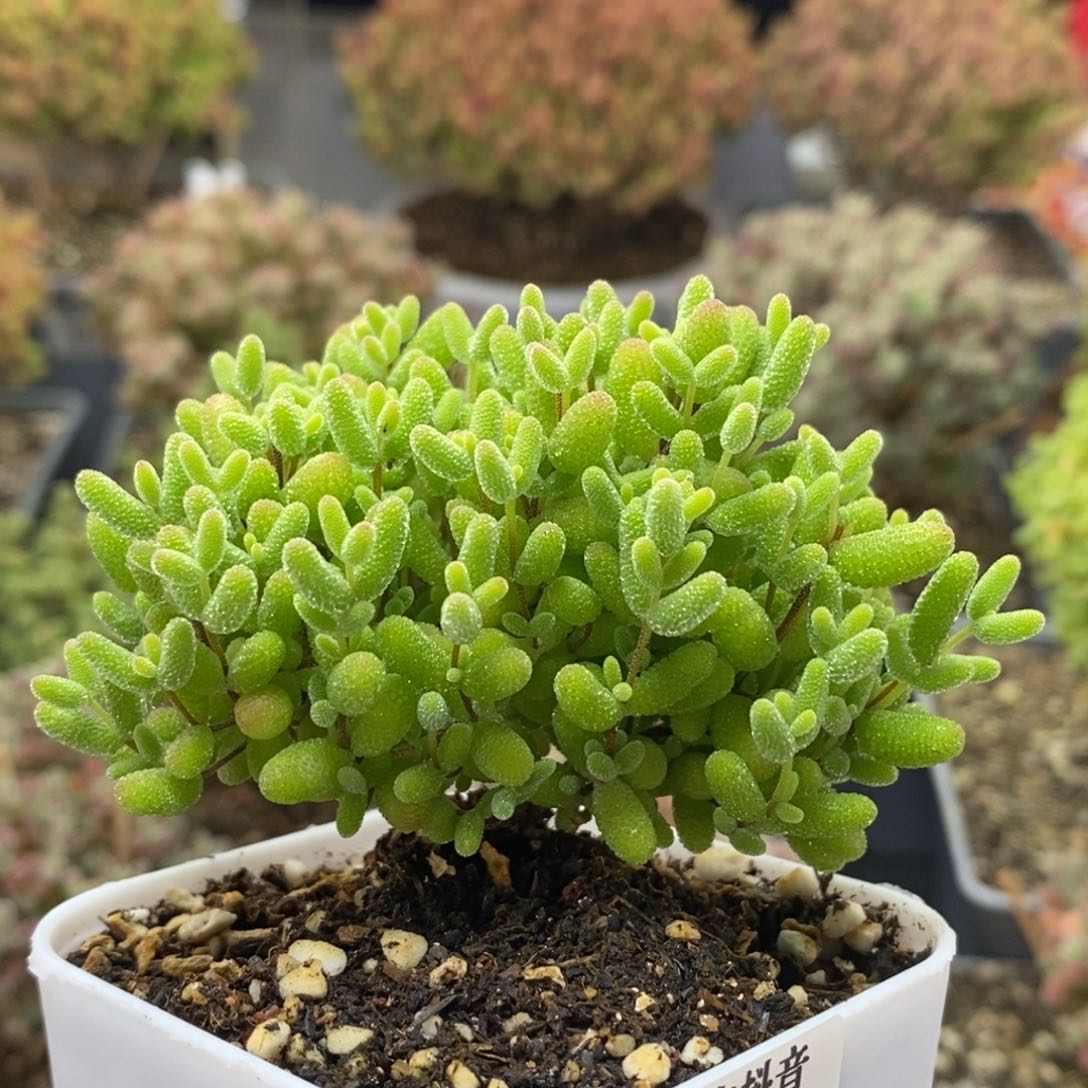 蜜橘糖球0484枝干番杏