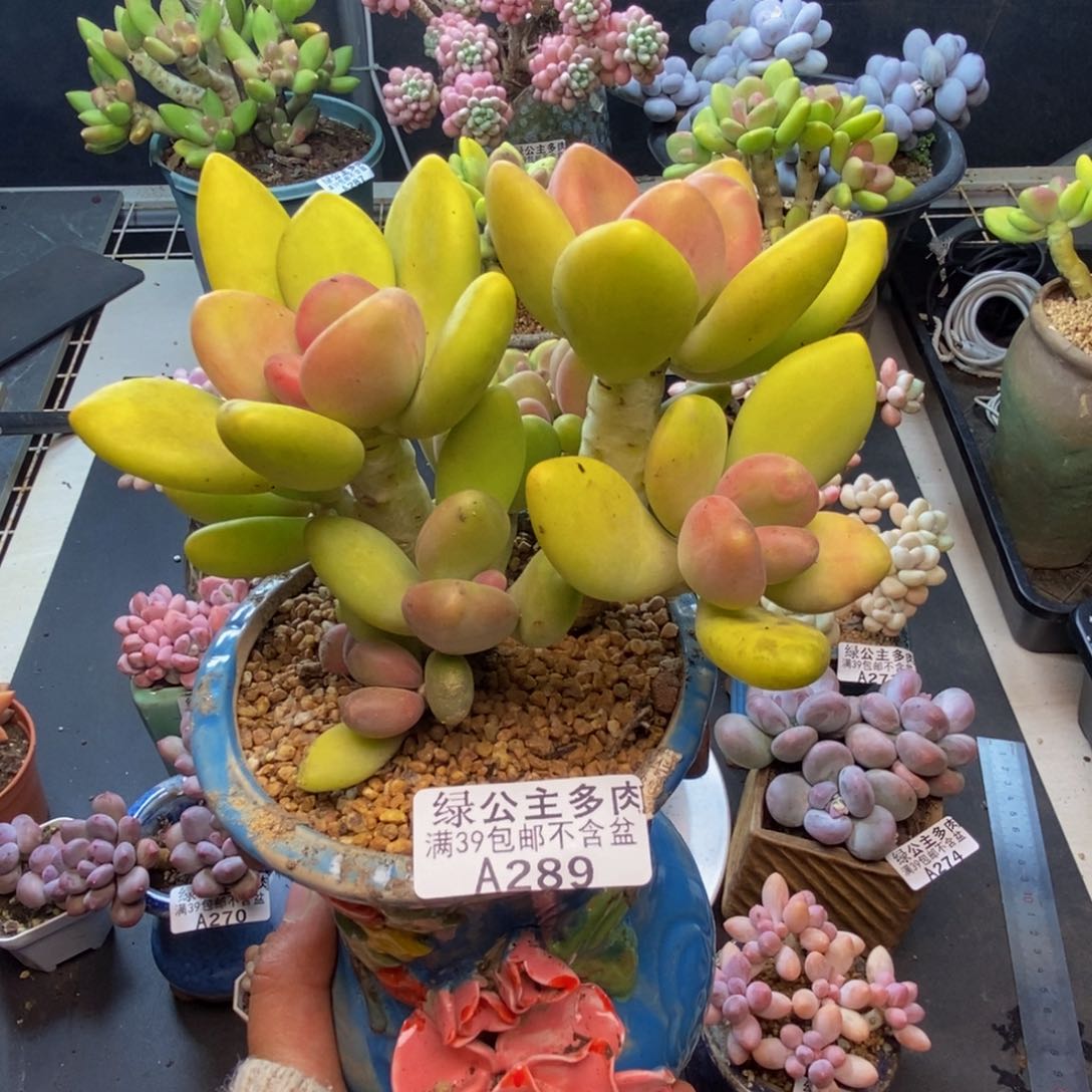 慢****馒289芒果奶多肉10c m