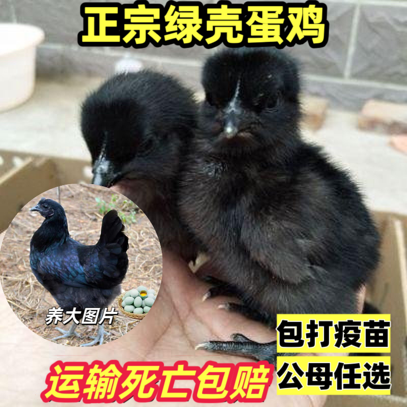 正宗五黑绿壳蛋鸡出壳小鸡乌骨鸡幼鸡散养黑鸡观赏鸡