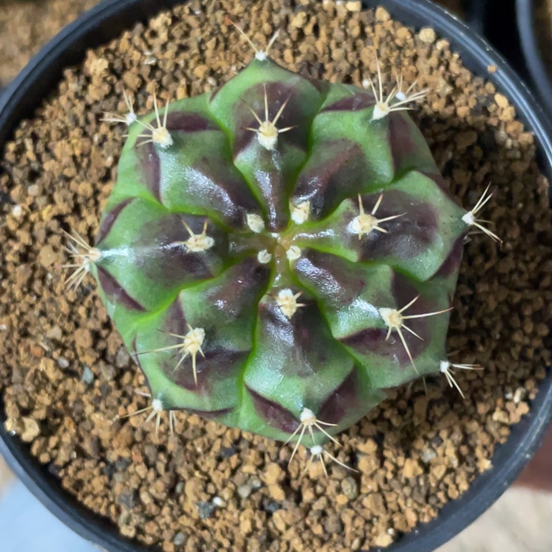 当前无花朵，栽培后可花朵花环