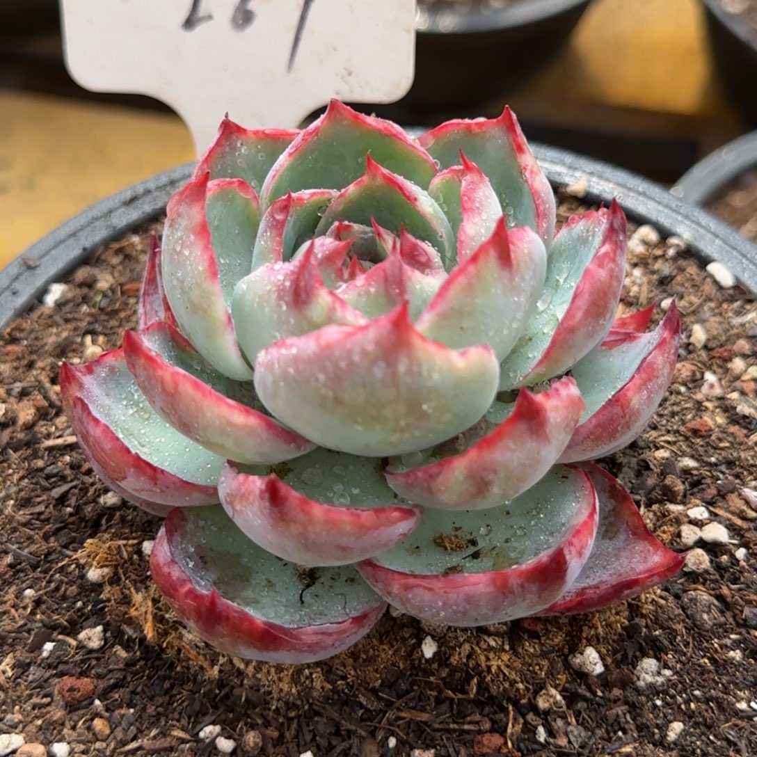 宝塔惊鸿一物一拍包装收缩花旱267