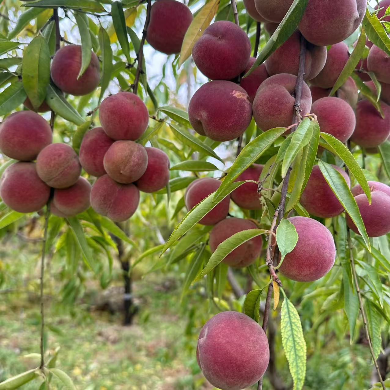 【沂蒙山农家枣桃】现摘小冬桃稀有品种小毛桃