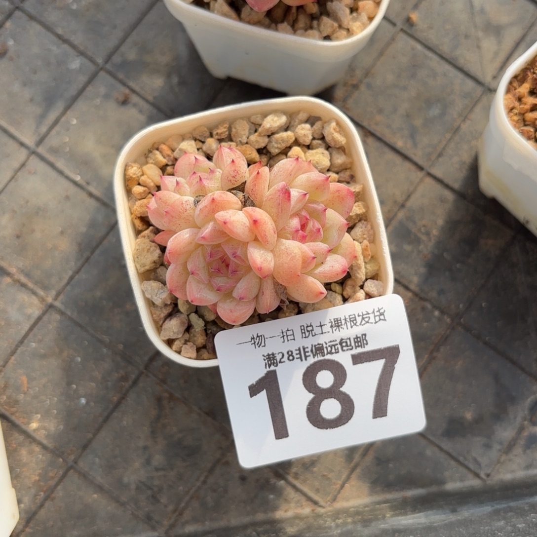 甜心珍妮无盆土发货