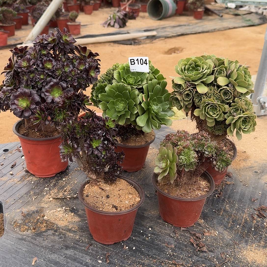 104欧紫绿缀黑法师万微瑕共5颗