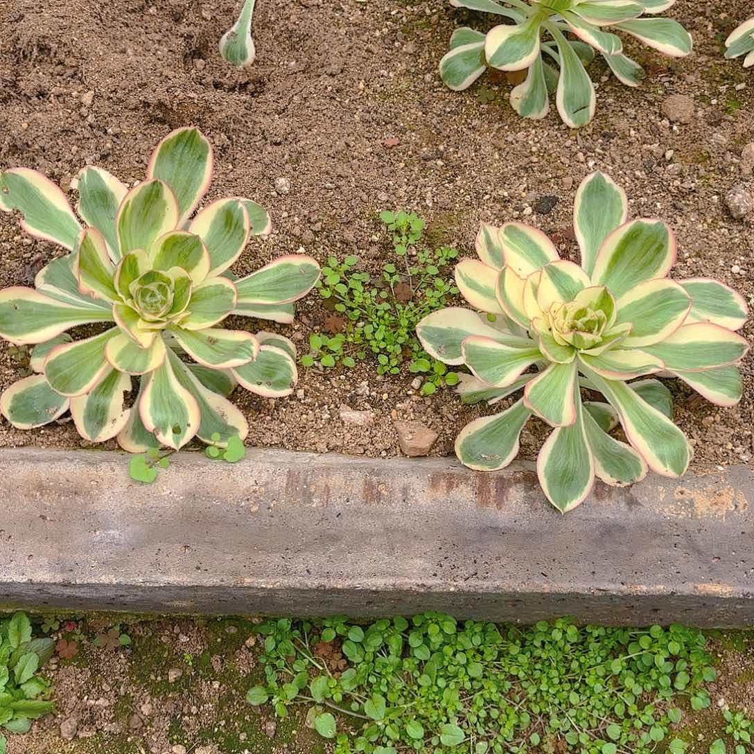 燕子锦两颗多肉植物
