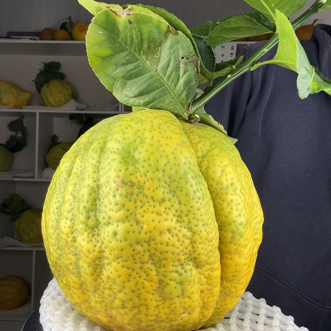 北***手香水柠檬云南高山大香橼