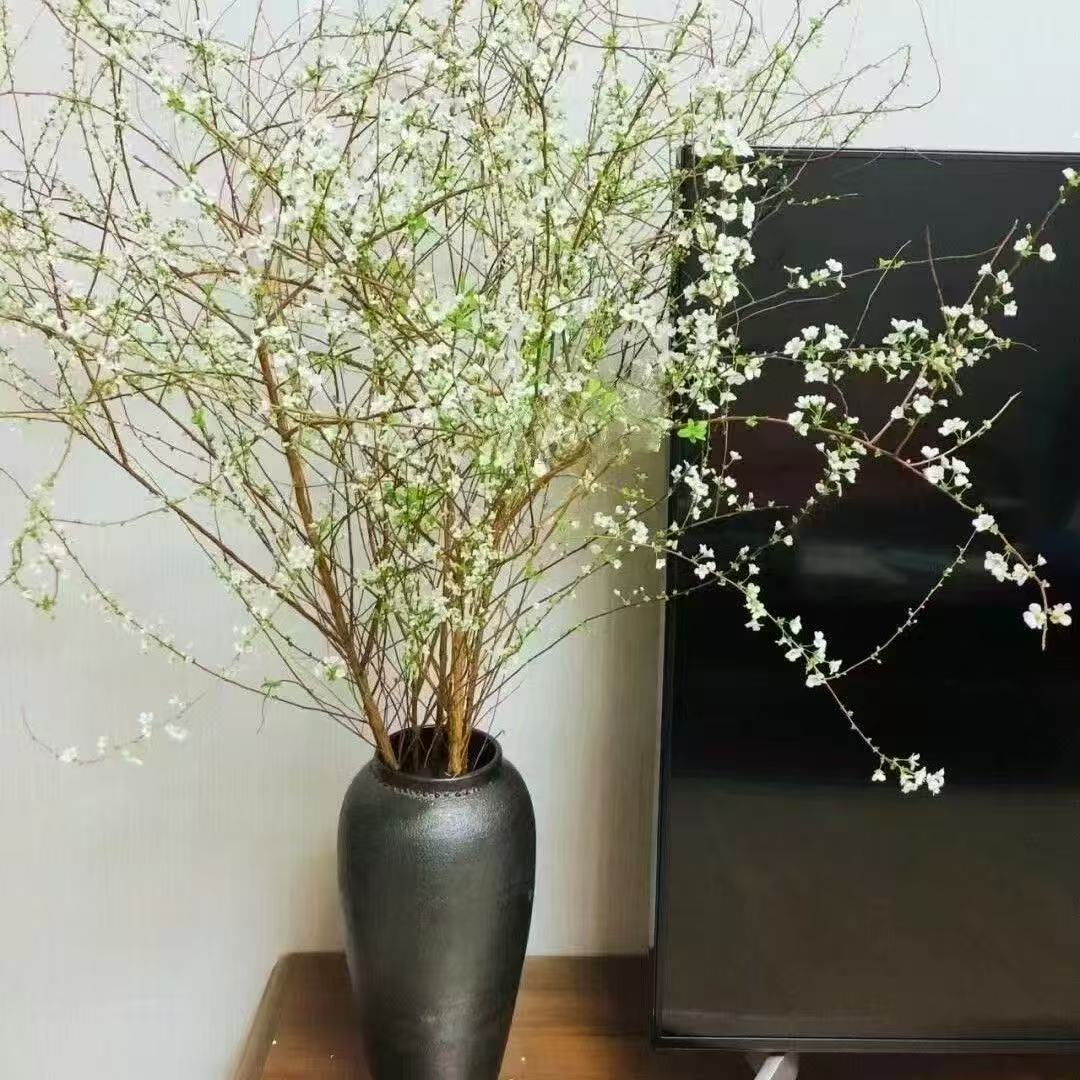 雪柳鲜枝水培耐寒开花室内绿植遇水枯木逢春花卉