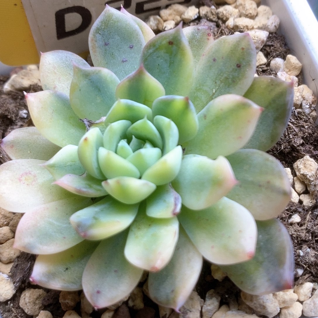 D229不知名锦锦锦锦锦锦