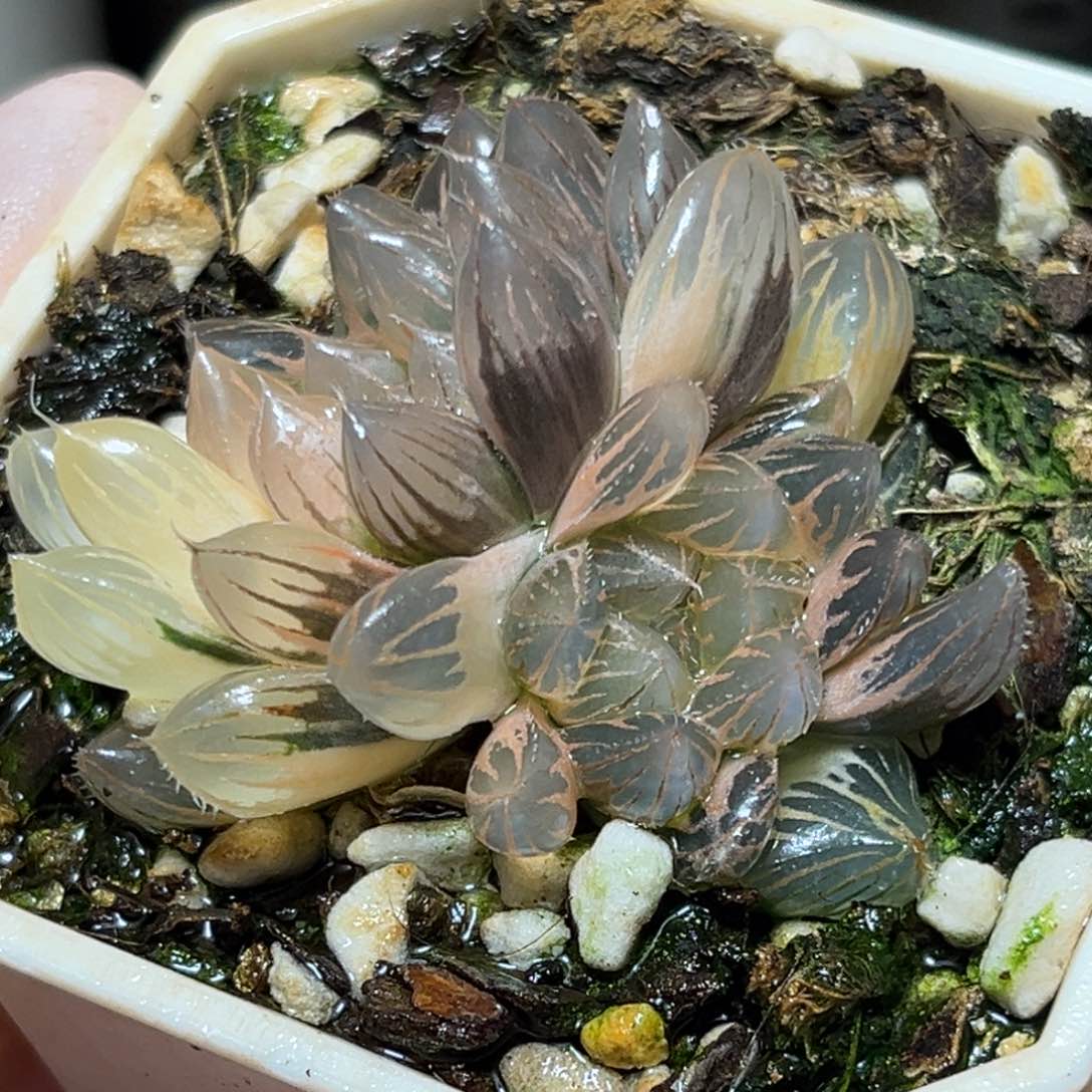 恭喜发财大吉大利0431