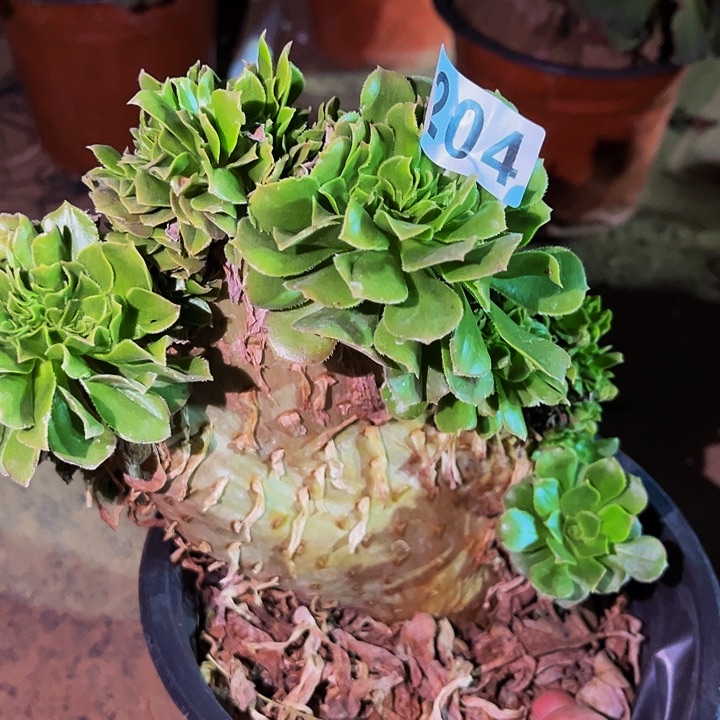 204绿羊绒多肉植物处理不售后缀化