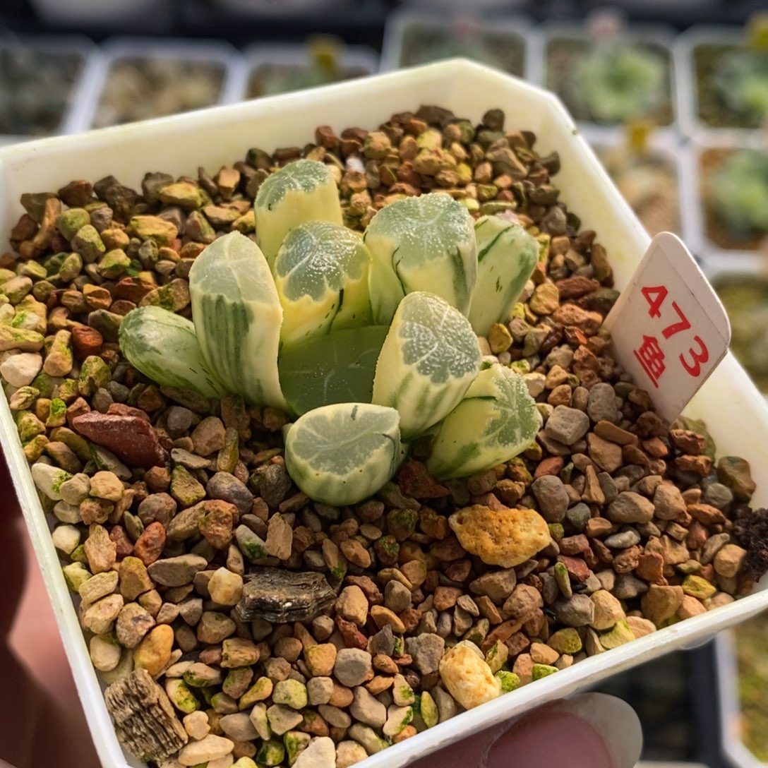 473糊班万象十二卷